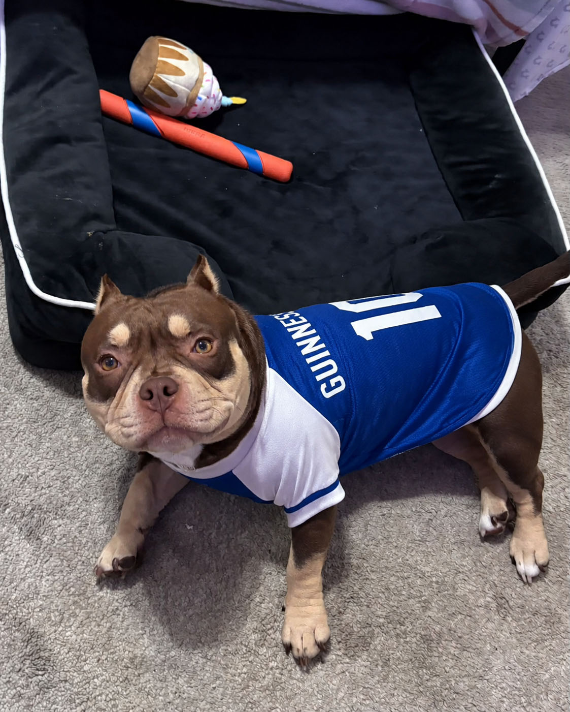 Game Day Looks for Dogs